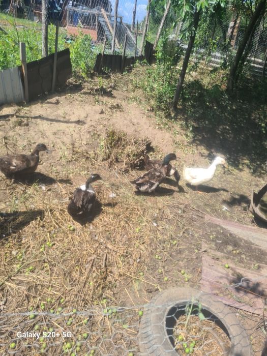 De vinzare 3 rate și 2 ratoi