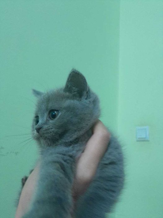 Зоттор мушук сотилади. Карши шаха