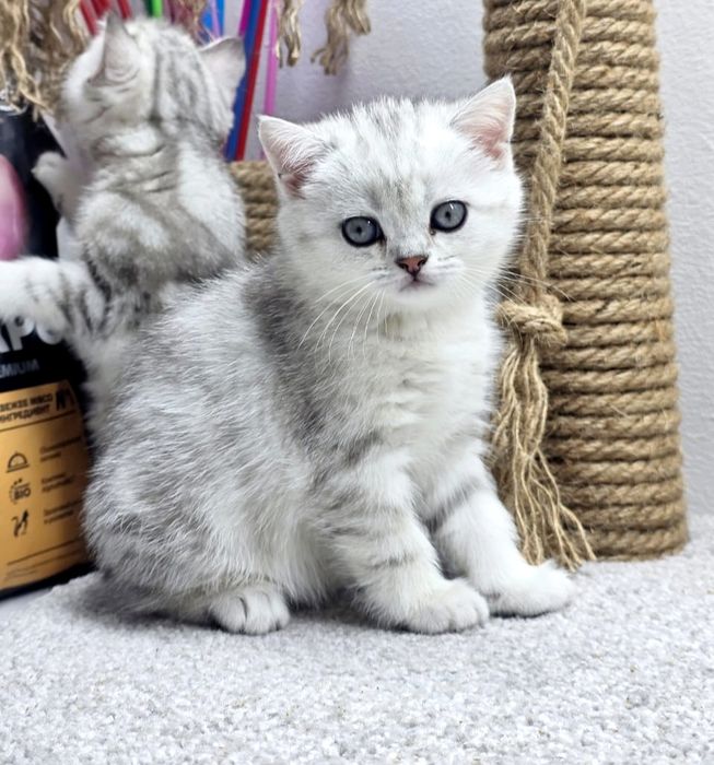 КОтик и КошеЧки ШотЛандСкие