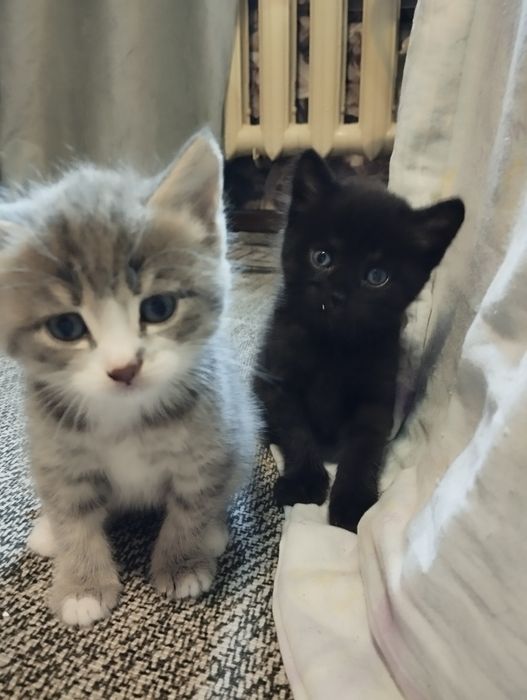 Отдам котят очень красивых