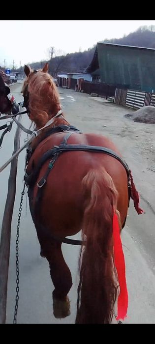 De vânzare cal castrat  numai de 5 ani