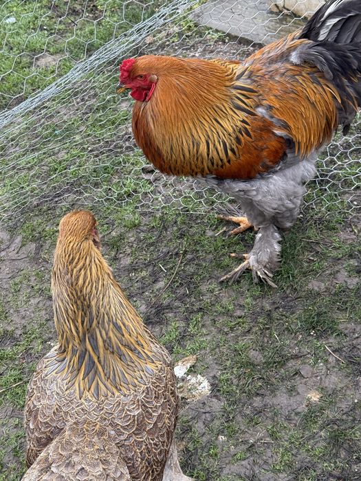 Oua brahma de incubat