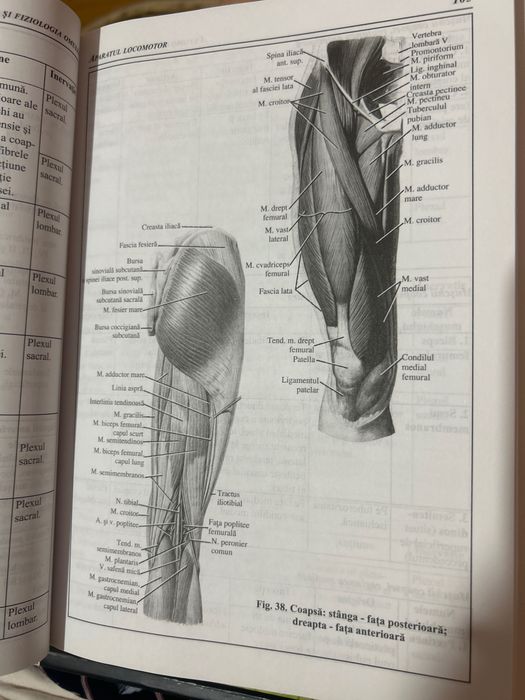 Compendiu Anatomia și fiziologia omului