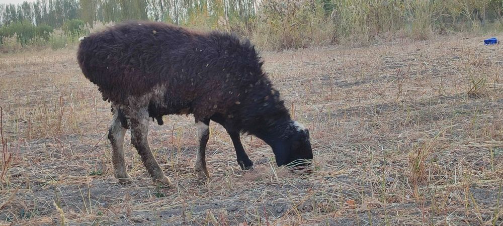 Kotta va qozi Qochqorla sotamiz