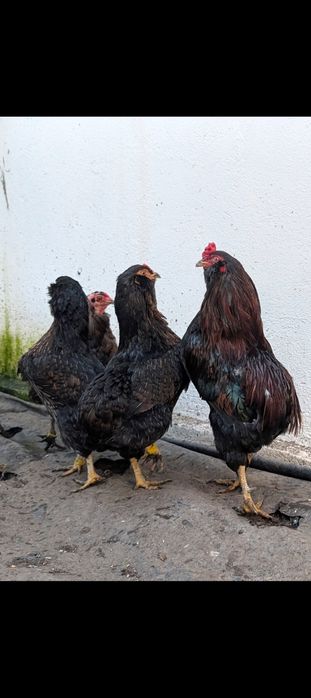 Gaini Araucana potarnichiu sălbatic.