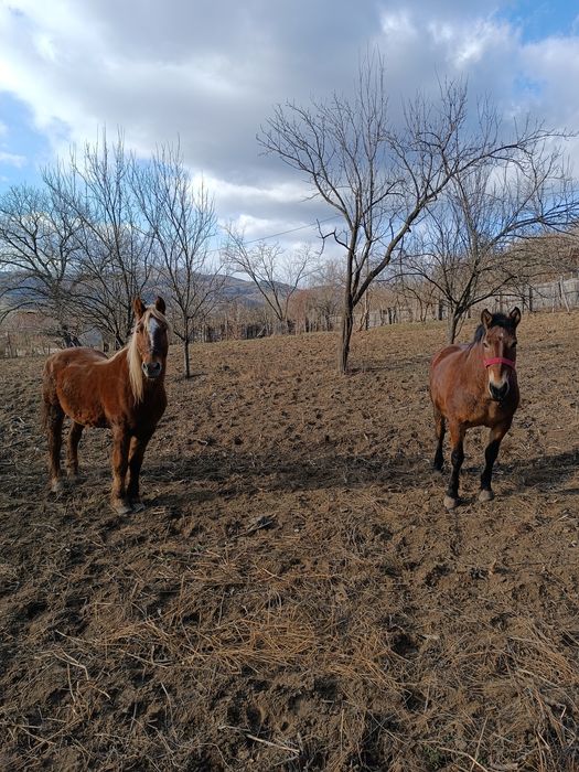 Cal și iapă,  de vânzare