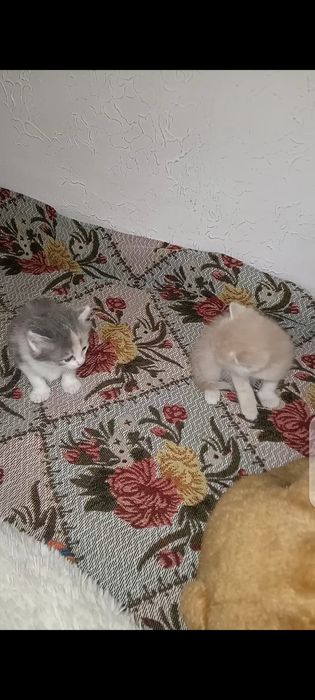 Прекрасные чудные котята