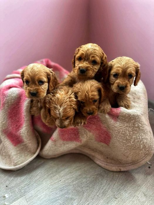 Кокершпаньолчета