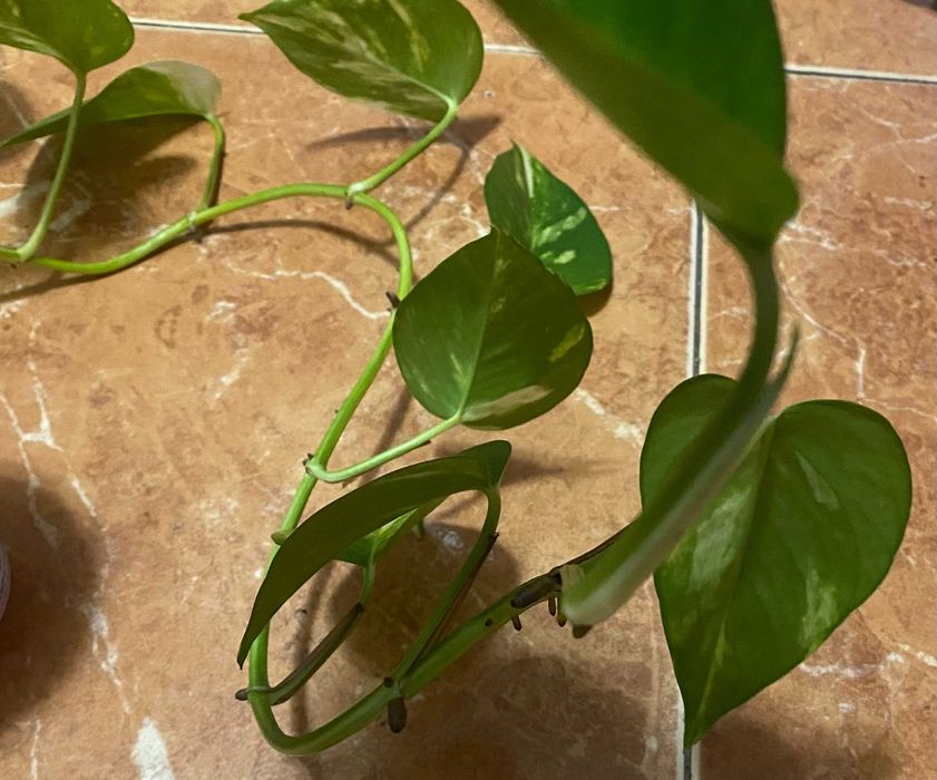 Продавам Сциндапсус – красива падаща зеленина