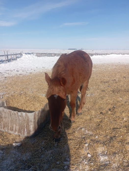 В продаже кобылка