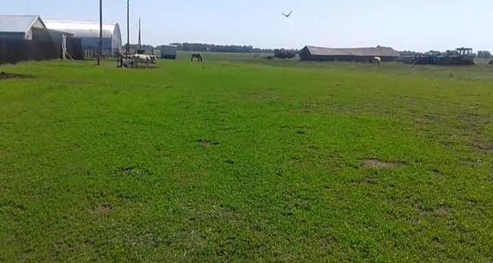 Ферма, Фазенда, Откорм площадка