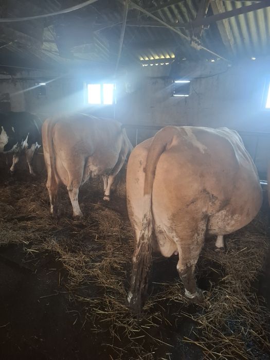 Vaci    cu      lapte