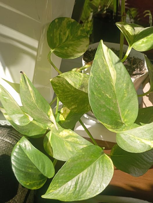 Продаю комнатные цветы