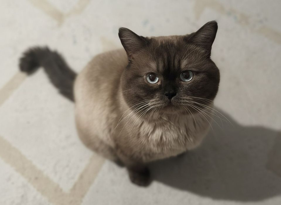 Отдам котика в добрые руки