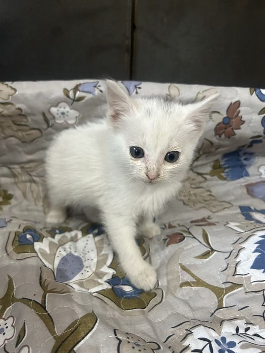 отдам котят в хорошие руки