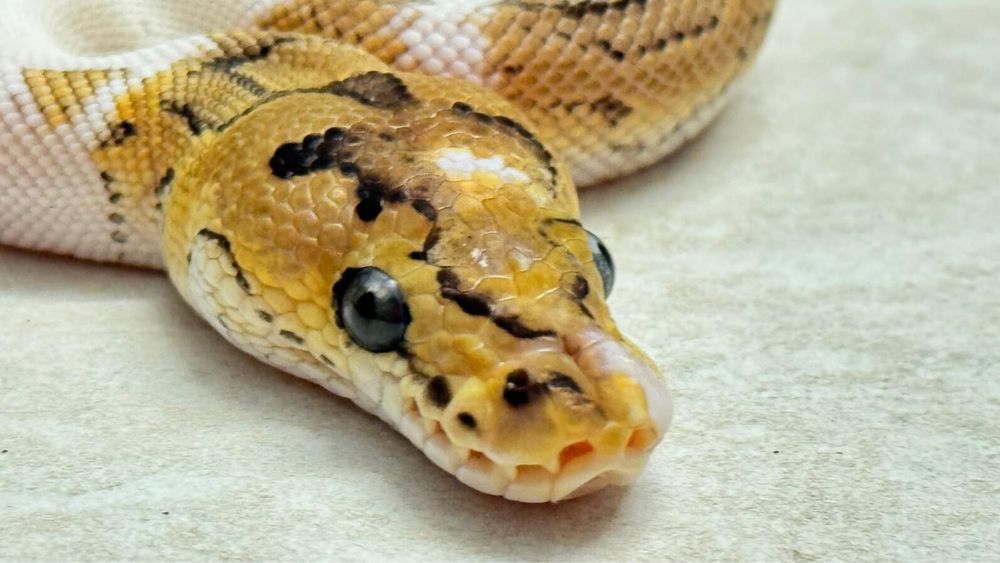 Paradox clown ball python