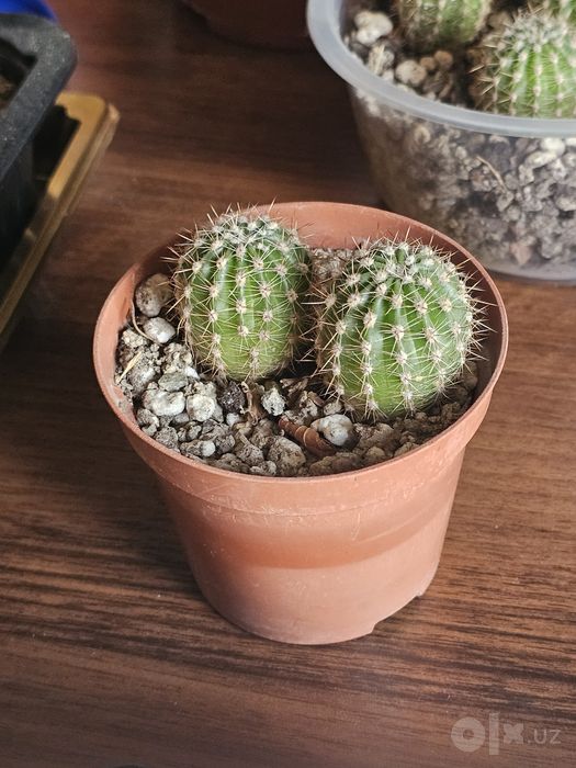 Echinopsis bolalari 2 dona