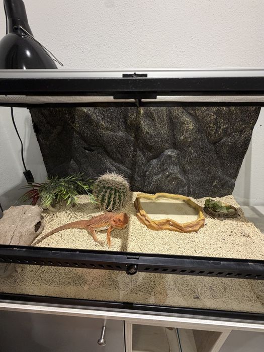 Vând Dragon cu Barbă (Pogona) + terariu complet echipat