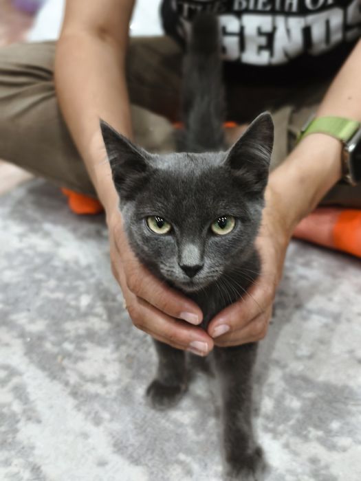 Отдам котенка в добрые руки