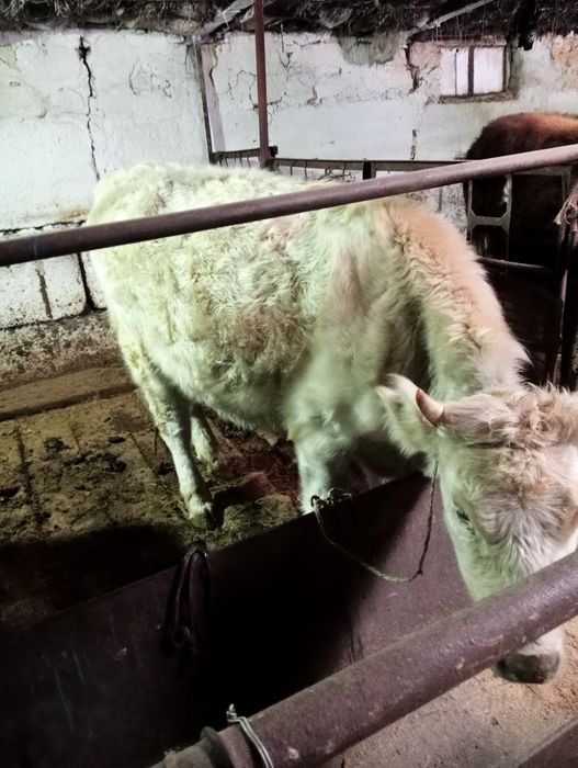 Продоётся коровы