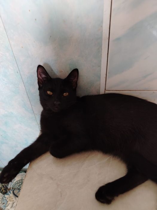 Котёнок ищет семью