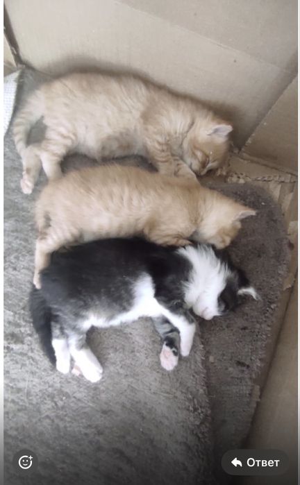 Мимимишные котята