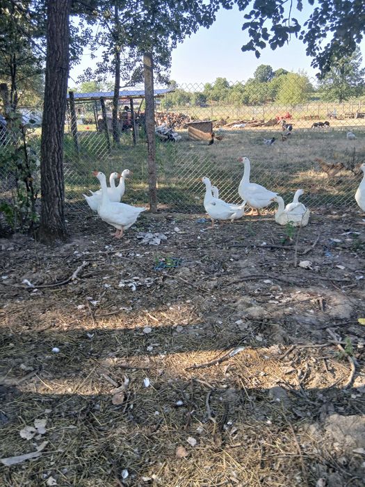 Vand gaste unguresti si toulouse