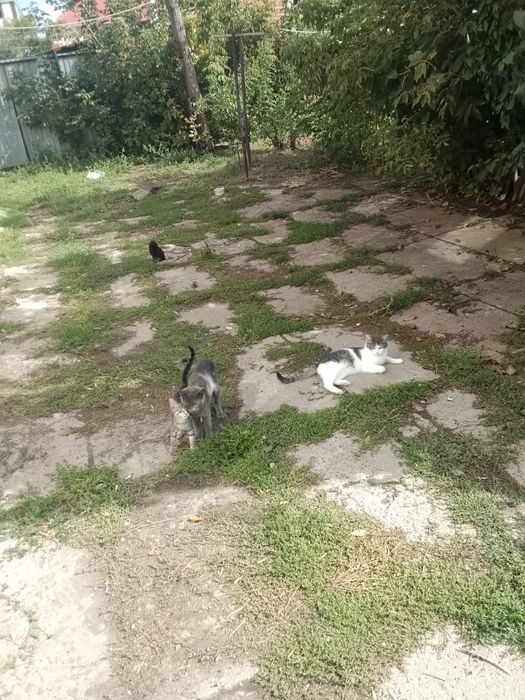Котята , коты и кошки