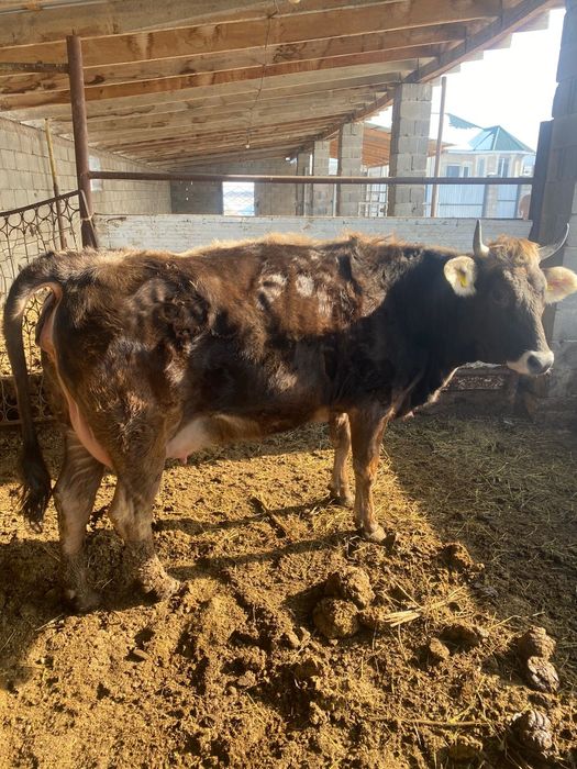 Сиыр карова кунажын