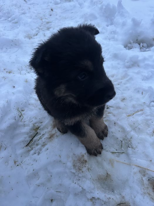 Восточно европеәские овчарка