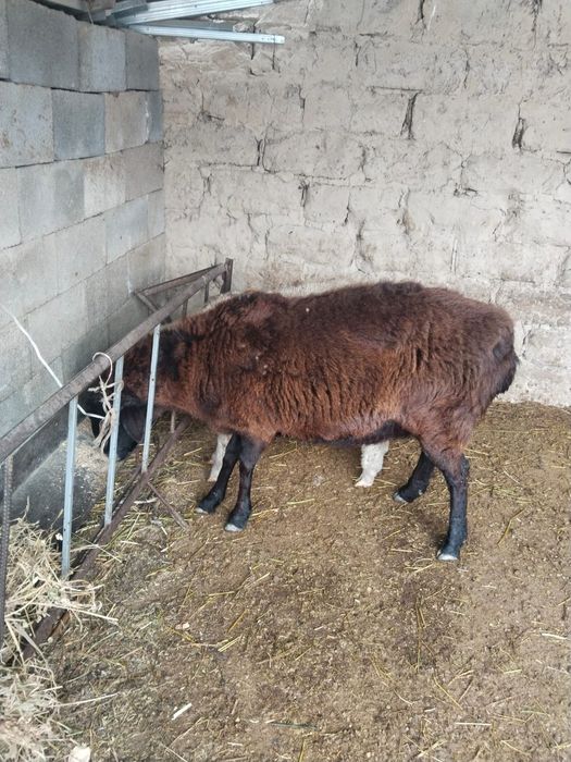 Қой сатамын, қой сатамын