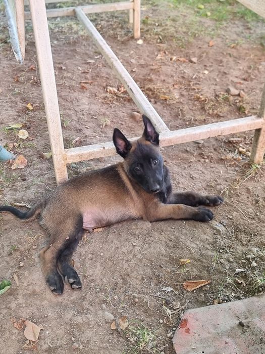 Ciobănesc belgian malinois