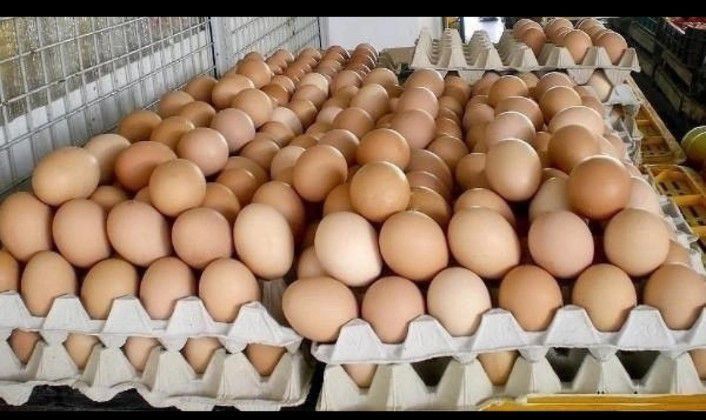 Инкубационное яйцо несушка ломан браун еженедельно