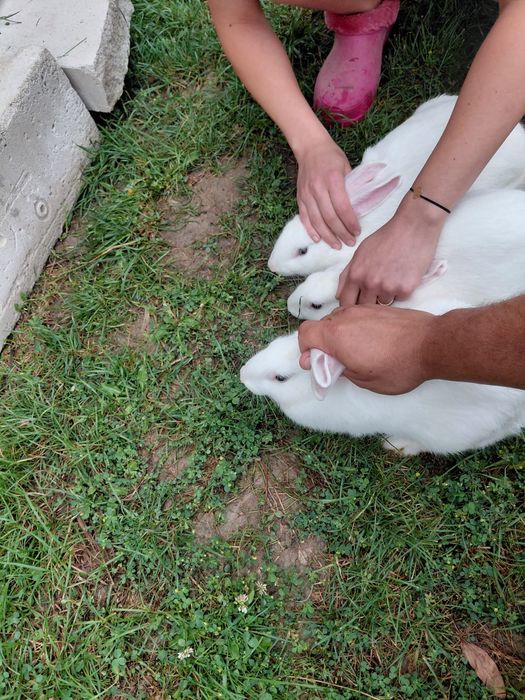 Iepuri albi, ochii albaștri cu negru, foarte frumoși, vârstă 5 luni