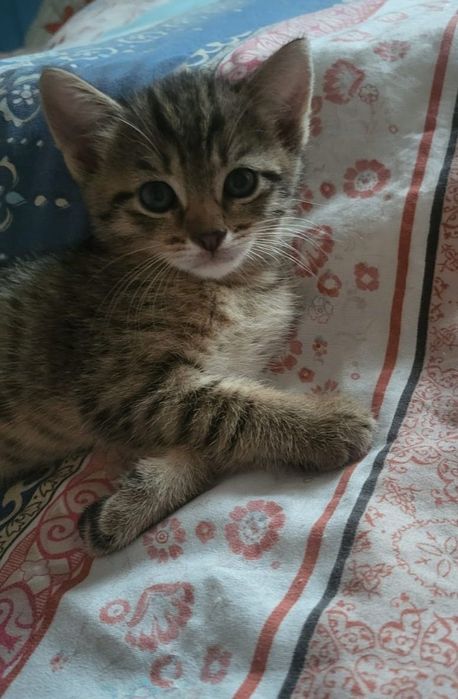 Отдам в добрые руки котят