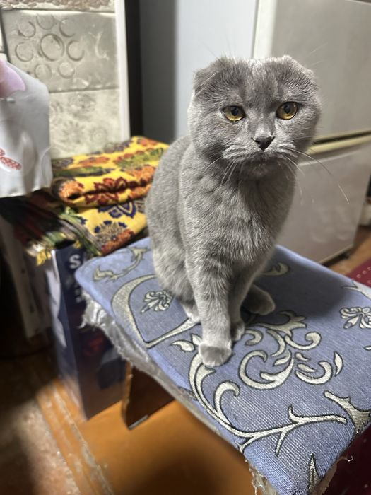 Скоттиш фолд кот