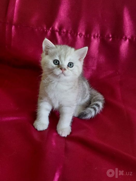 Продаётся шиншиллы