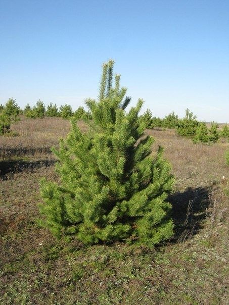 Brazi, pini, molizi, abies, picea.