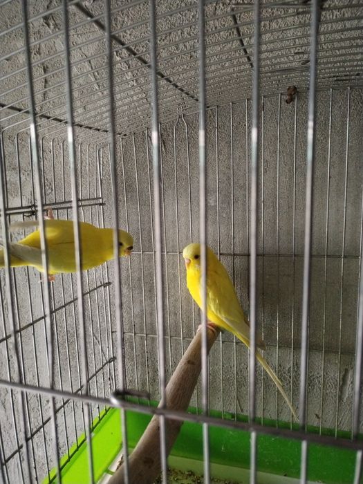 Тутилар сотилоди.