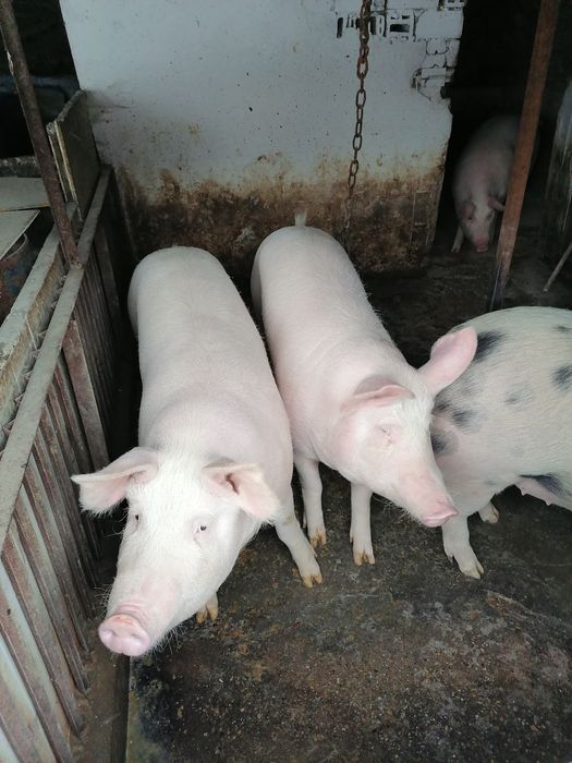 Продавам угоени прасета