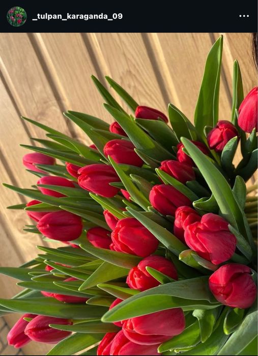 Тюльпаны с теплицы в Караганде. Крупные .