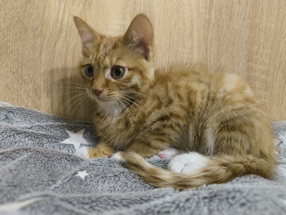 Котенок в добрые руки