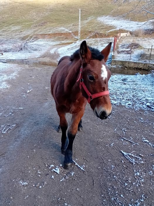 Vand manza și iapa gestanta