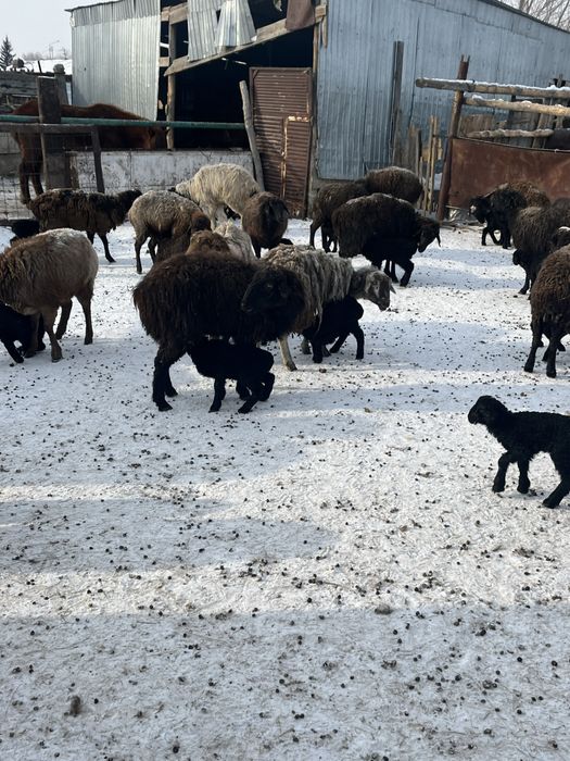 Козылы кой сатыламын