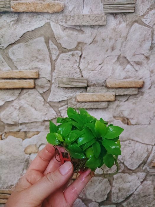Анубиас нана  Anubias nana 'Petite' аквариумные растения.