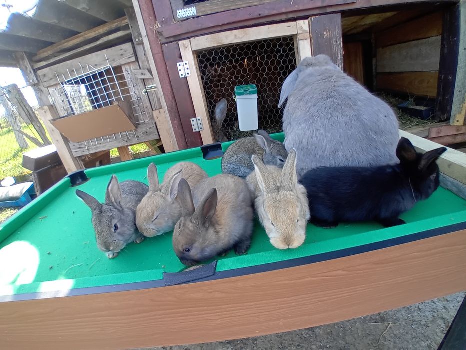 Vând pui Bebec German!!!