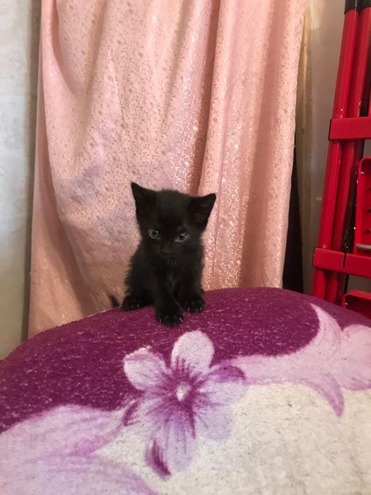 Отдам в добрые руки котенка