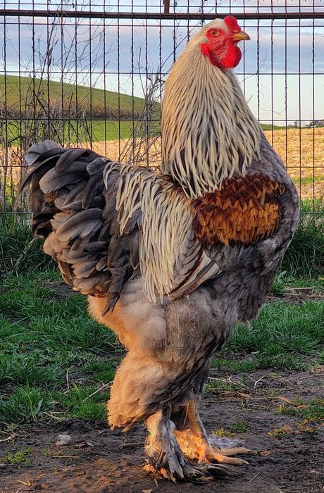 Vând cocoși Brahma Silver Orange