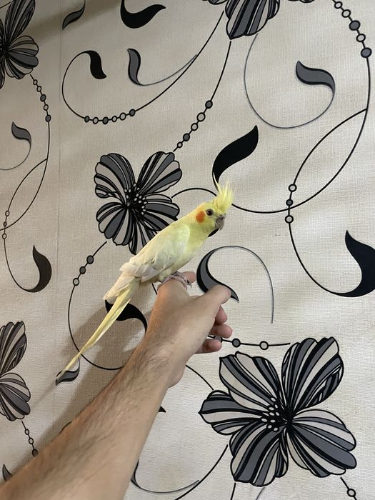 ручной кушла сотилади 6 та бор