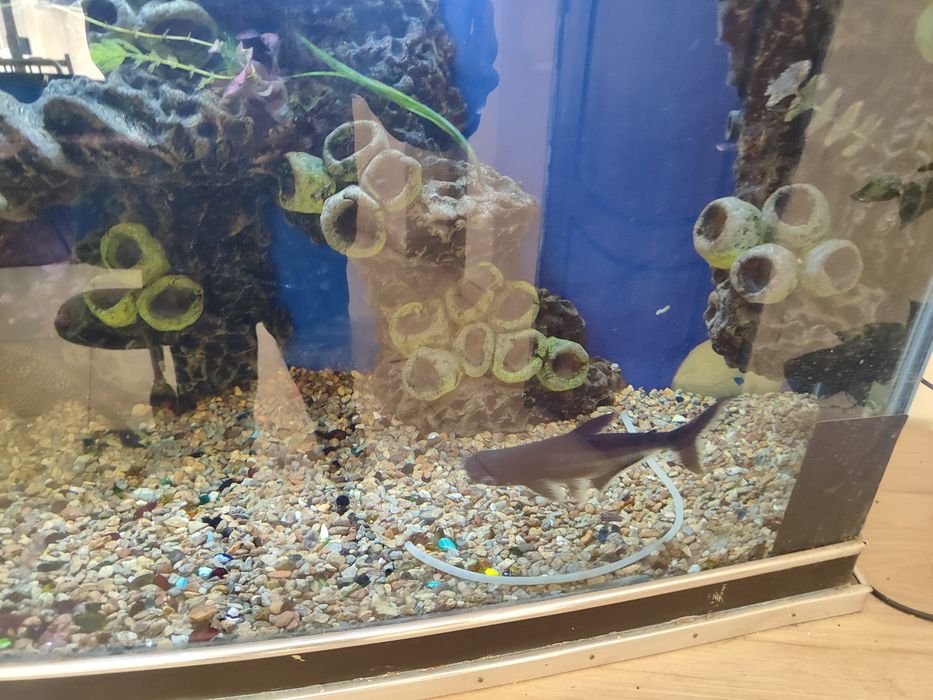Аквариум баликлари сотилади